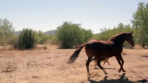 Horses running on ranch in Sonora Stock Footage 81744437