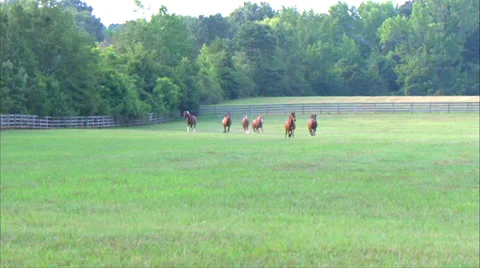 Horses Running Slow Motion Vídeos de archivo 35351849