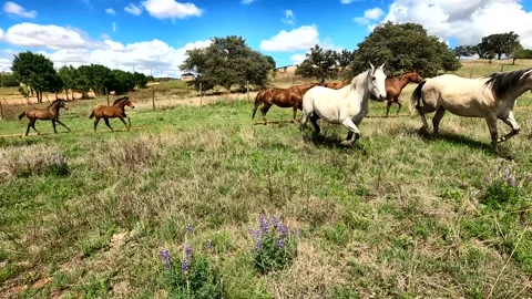 Horses running slow motion Stock Footage 139883193