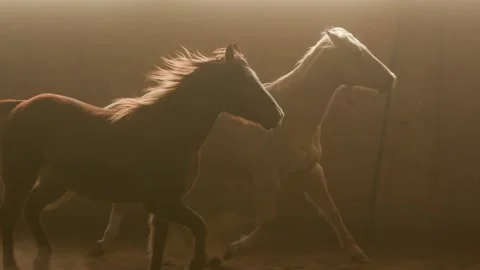 Horses running in slow motion. Video stock 231333707