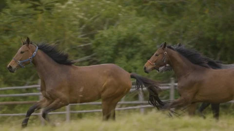 Horses Running Slowmotion 動画素材 128002835