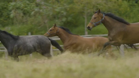 Horses Running in slowmotion 動画素材 128003322