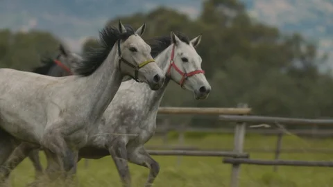 Horses Running in Slowmotion 動画素材 128003484