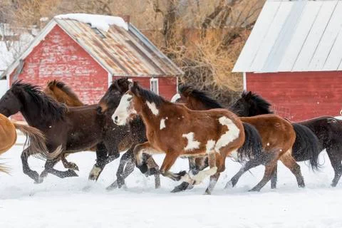 Horses Running In The Snow Stock Photos