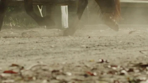 Horses Running Stampede Stock Footage 70406801