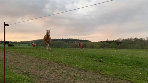 Horses Running in the Summer Evening Stock Footage 110868082