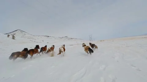 Horses running through the snow Stock Footage 222046750