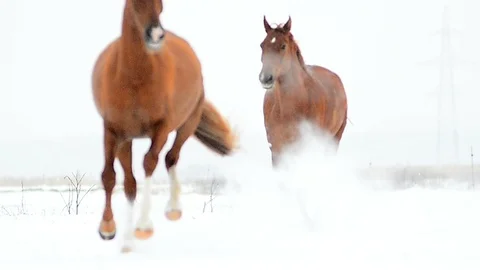 Horses running together Stock Footage 88275800