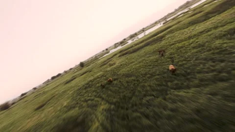 Horses running on water Stock Footage 157582360