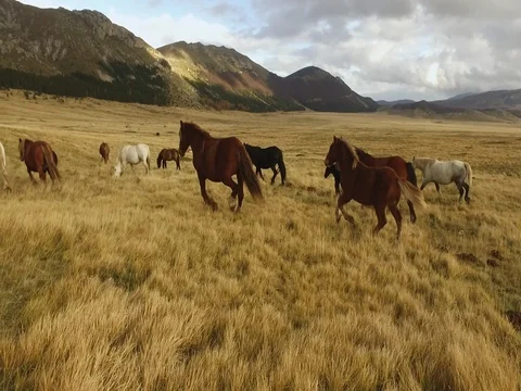  Horses Running wild Stockbeeldmateriaal 75166840