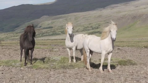 HORSES RUNNING IN THE WILD Video stock 328152100