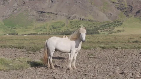 HORSES RUNNING IN THE WILD Stock-Footage 328152106