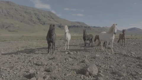 HORSES RUNNING IN THE WILD Stock-Footage 328152145