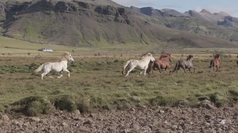 HORSES RUNNING IN THE WILD Video stock 328152177