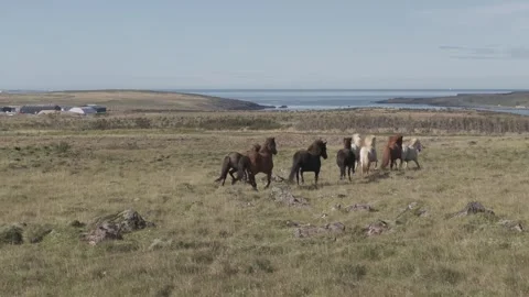HORSES RUNNING IN THE WILD Video stock 328152184