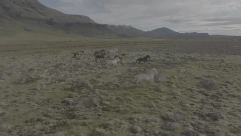 HORSES RUNNING IN THE WILD Stock-Footage 328152197