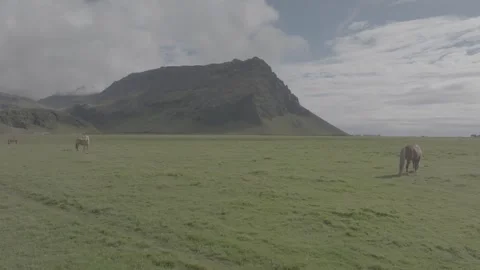 HORSES RUNNING IN THE WILD Stock-Footage 328152198