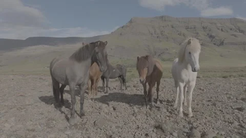 HORSES RUNNING IN THE WILD Video stock 328152203