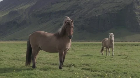 HORSES RUNNING IN THE WILD Video stock 328152207