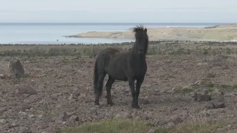 HORSES RUNNING IN THE WILD Video stock 328152209