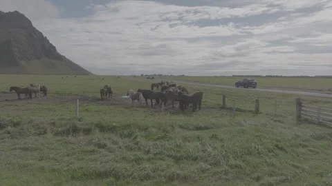 HORSES RUNNING IN THE WILD Video stock 328152215