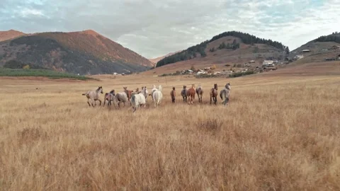 Horses running,galloping in the valley Stock Footage 221990217