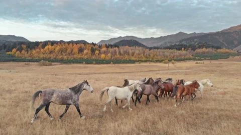 Horses running,galloping in the valley Stock Footage 221990353