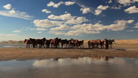 Horses on a sandy beach Stock Footage 72338721