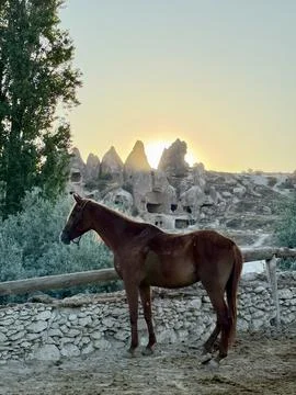 Horses sandy corral Stock Photos