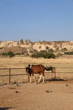 Horses sandy corral Stock Photos