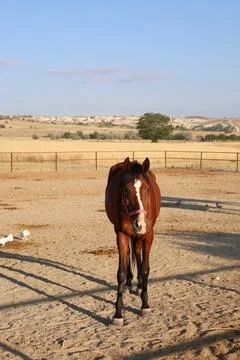Horses sandy corral Stock Photos