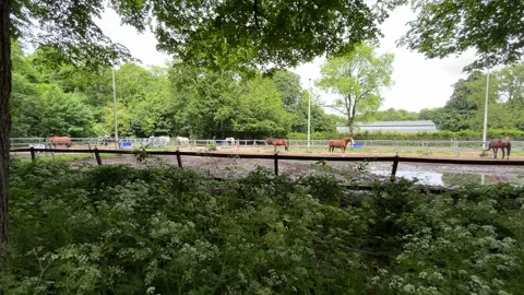 Horses in Sandy Paddock at Amsterdamse Bos near Amsterdamse Manege, Netherlands Stock-Footage 343003171