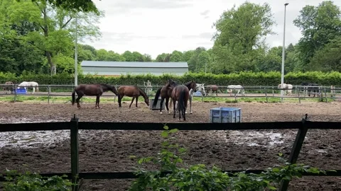 Horses in Sandy Paddock at Amsterdamse Bos near Amsterdamse Manege, Netherlands Stock-Footage 343003185