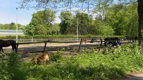 Horses in Sandy Paddock at Amsterdamse Bos near Amsterdamse Manege, Netherlands Stock Footage 343003232