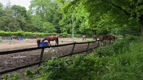 Horses in Sandy Paddock at Amsterdamse Bos near Amsterdamse Manege, Netherlands Stock-Footage 343003278