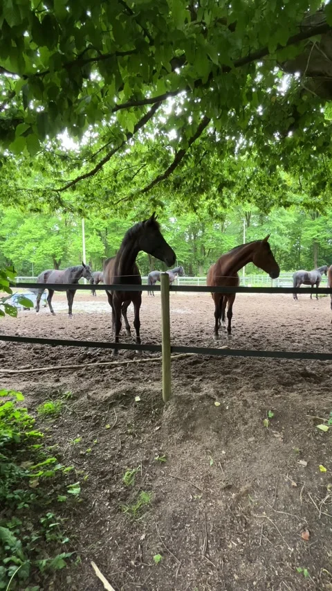 Horses in Sandy Paddock at Amsterdamse Bos near Amsterdamse Manege, Netherlands Vídeos de archivo 343003299