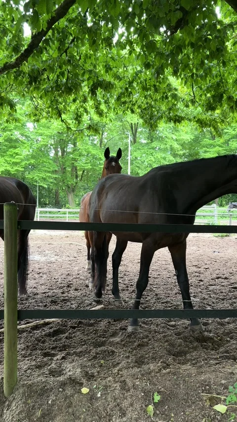 Horses in Sandy Paddock at Amsterdamse Bos near Amsterdamse Manege, Netherlands Stock-Footage 343003449