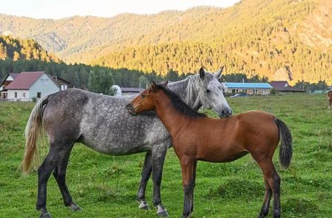 Horses scratch each other's backs while grazing freely in a meadow 库存照片