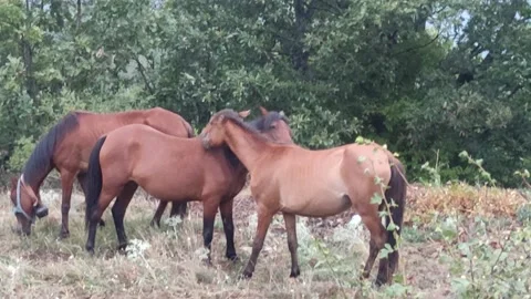 Horses scratch themselves Stock Footage 204096993