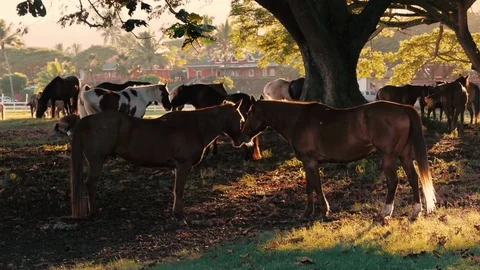 Horses Showing Affection on Scenic Ranch During Golden Hour Stock Footage 74152908
