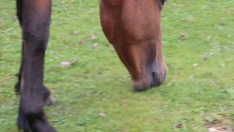 Horses in Siberia 1 Stock Footage 87018359