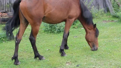 Horses in Siberia 2 Stock Footage 87018310