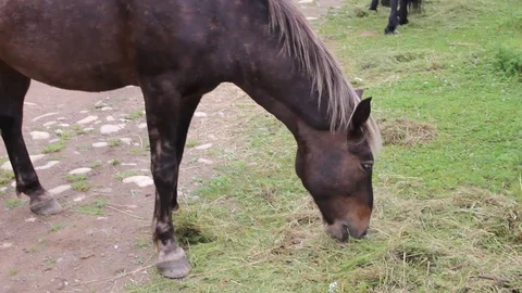 Horses in Siberia 5 Stock Footage 87018487