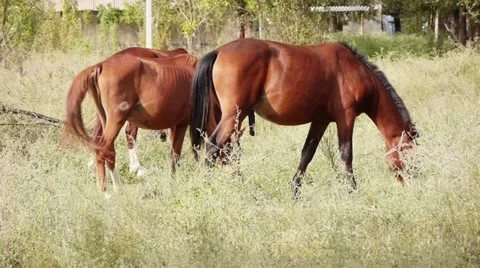 Horses Side (HD) Stock Footage 12187345