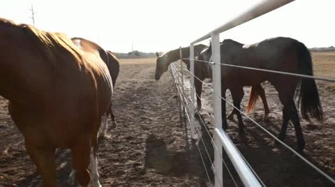Horses Side Pan Stock Footage 11789343