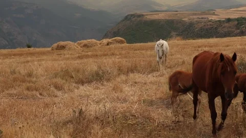 Horses in the sield 11 Stock Footage 311764740