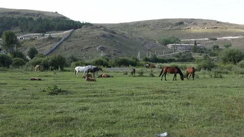 Horses in the sield 13 Video stock 311764744