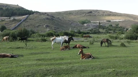 Horses in the sield 16 Stock-Footage 311765122