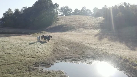 Horses - Slide Left To Right 2 Stock Footage 119345391