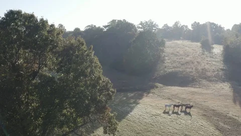 Horses - Slide Left To Right Stock Footage 119344840